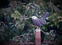 Hobbyfotograf mit gutem Auge - Mutierte Amsel brütet in Kastellaun 